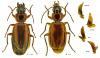 Cymindis lineola